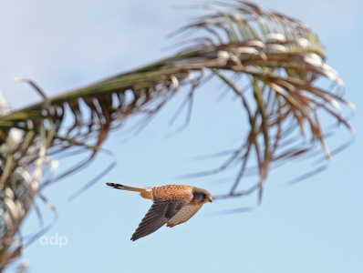 Canary Island Kestrel,Falco tinnunculus canariensis, Alan Prowse